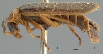 Media type: image;   Entomology 3401 Aspect: habitus lateral view